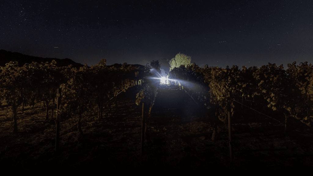 Night harvest in Seven Apart’s vineyard, headlights in the vine rows