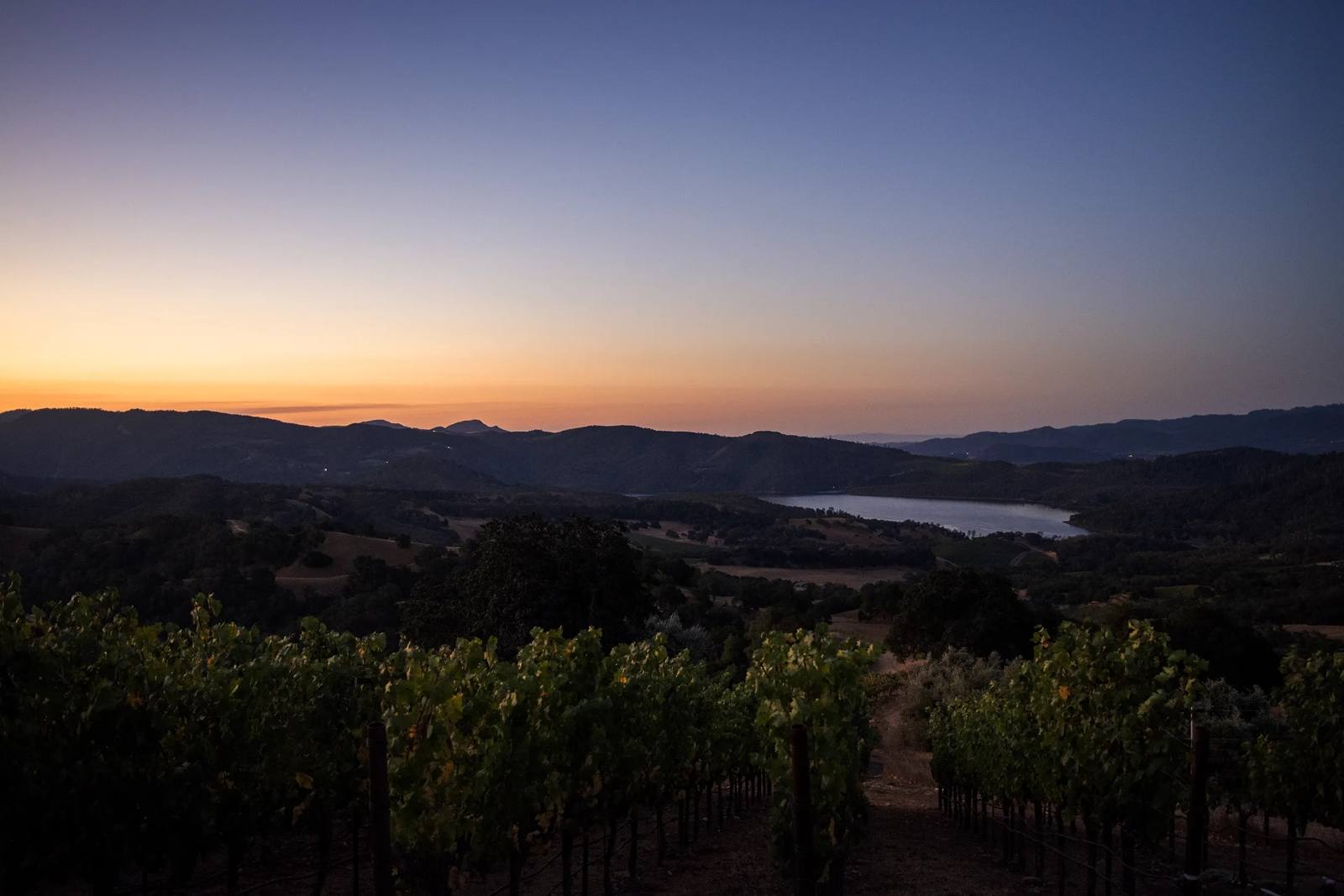 Dusk over Amizetta’s vineyard above Lake Hennessey