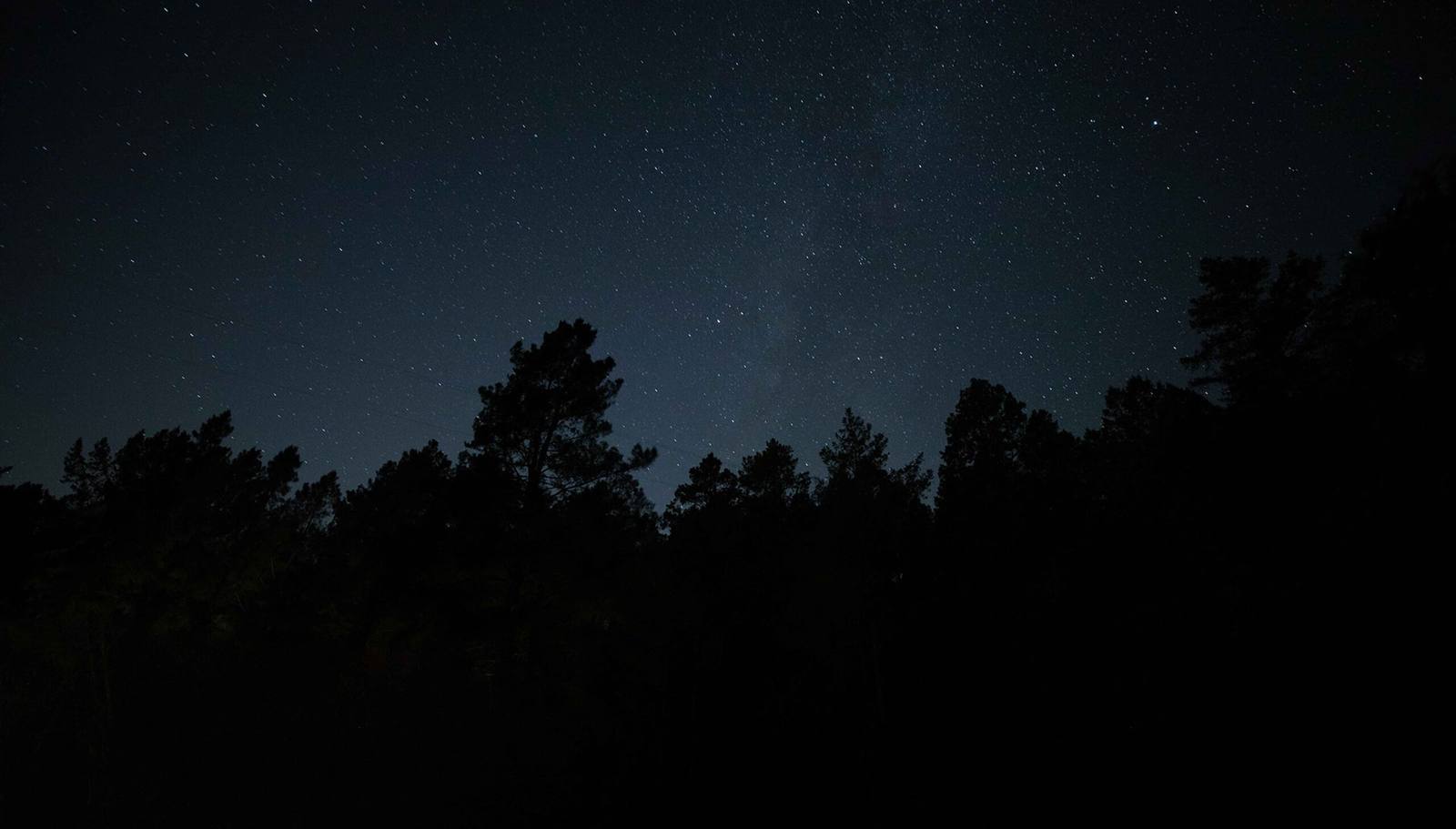Pine trees silhouetted against a starry night sky over the Meadowood estate
