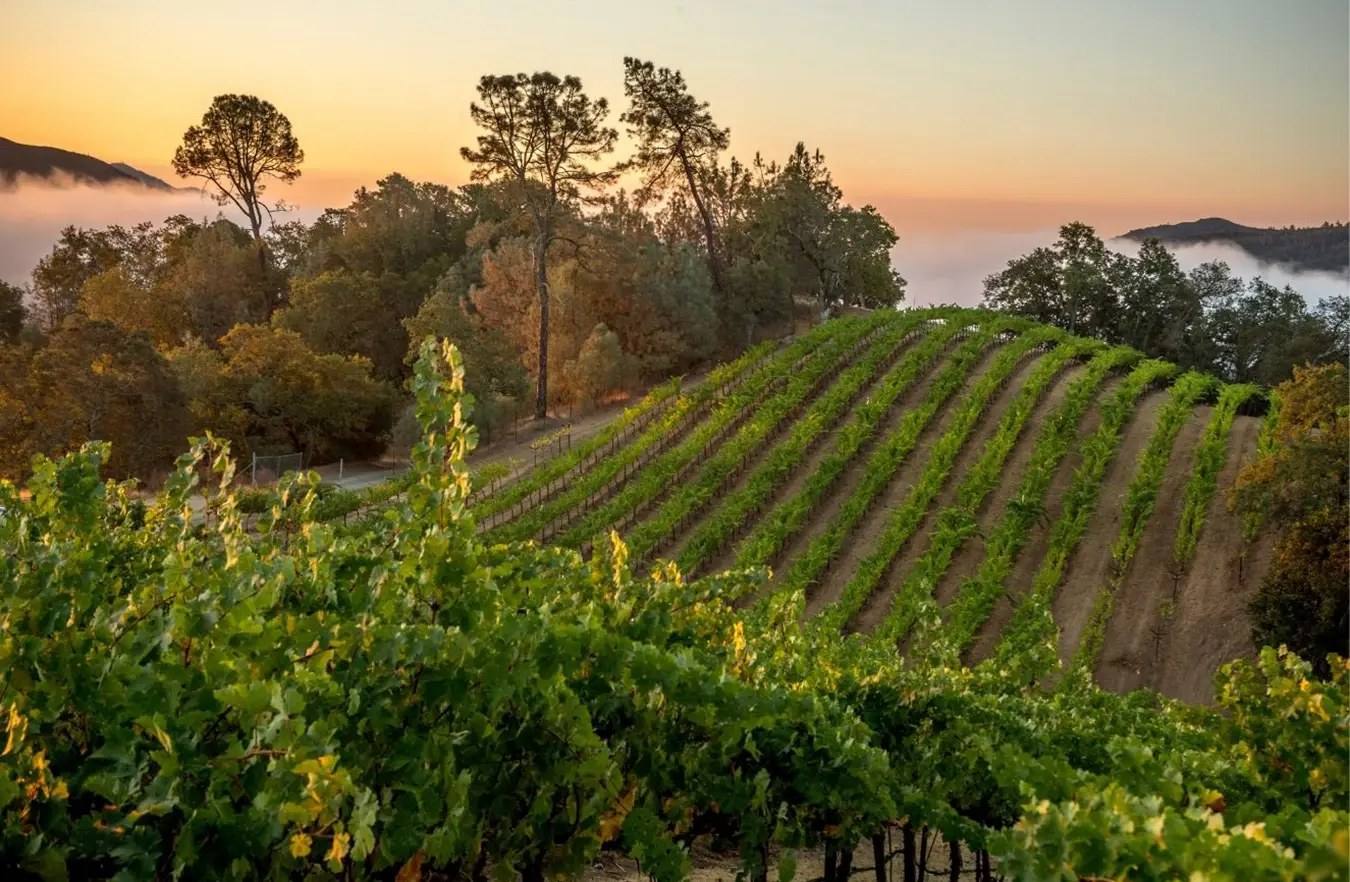 Sunrise over a hillside vineyard block at Somerston Estate in the Vaca Mountains above St. Helena