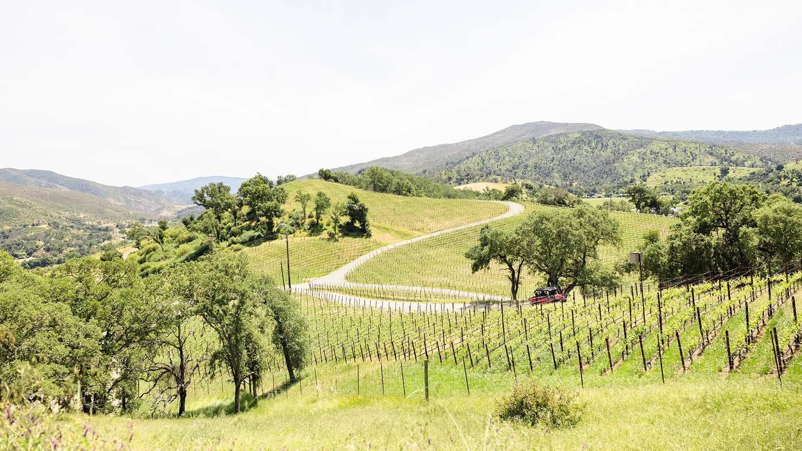A winding road through the vineyard hills at Somerston Estate, with oak trees and mountain ridges beyond