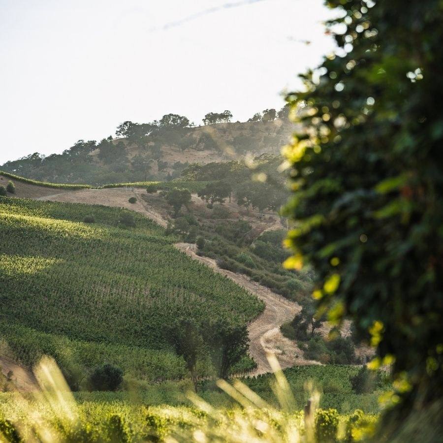 Late light across a green hillside vineyard block at Somerston Estate, framed by trees