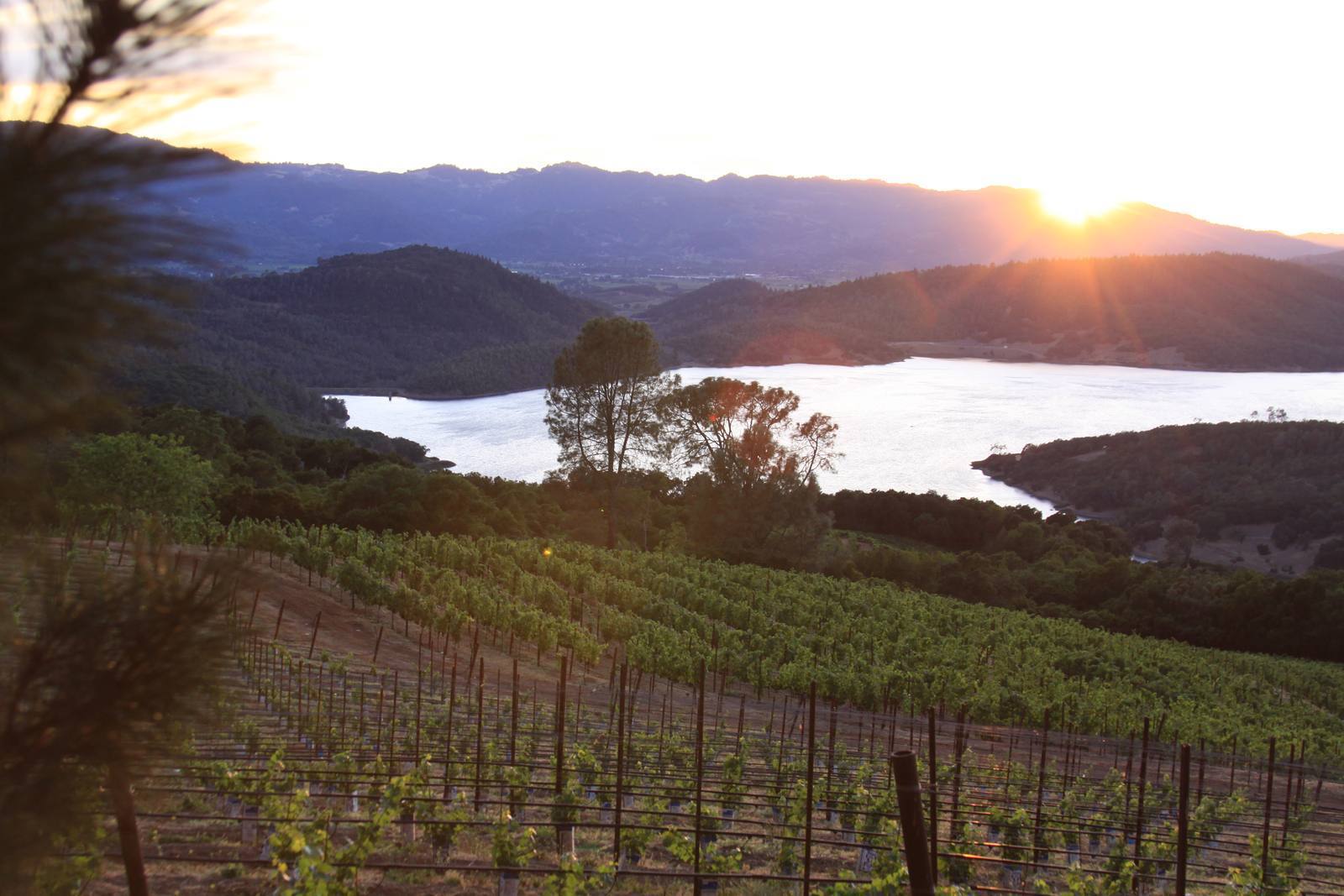 Vineyard rows at sunset on Pritchard Hill