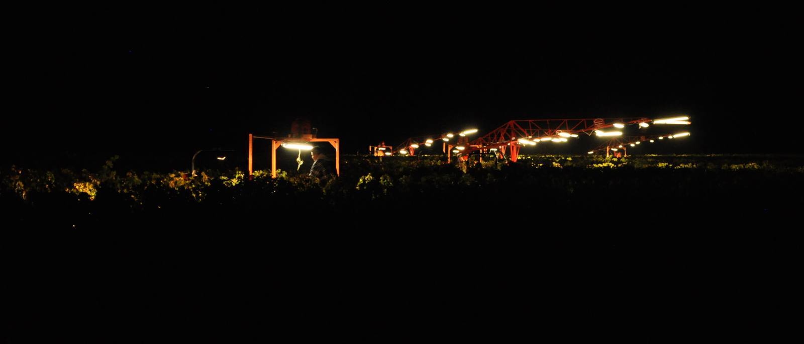A mechanical harvester with light rigs working vineyard rows at night
