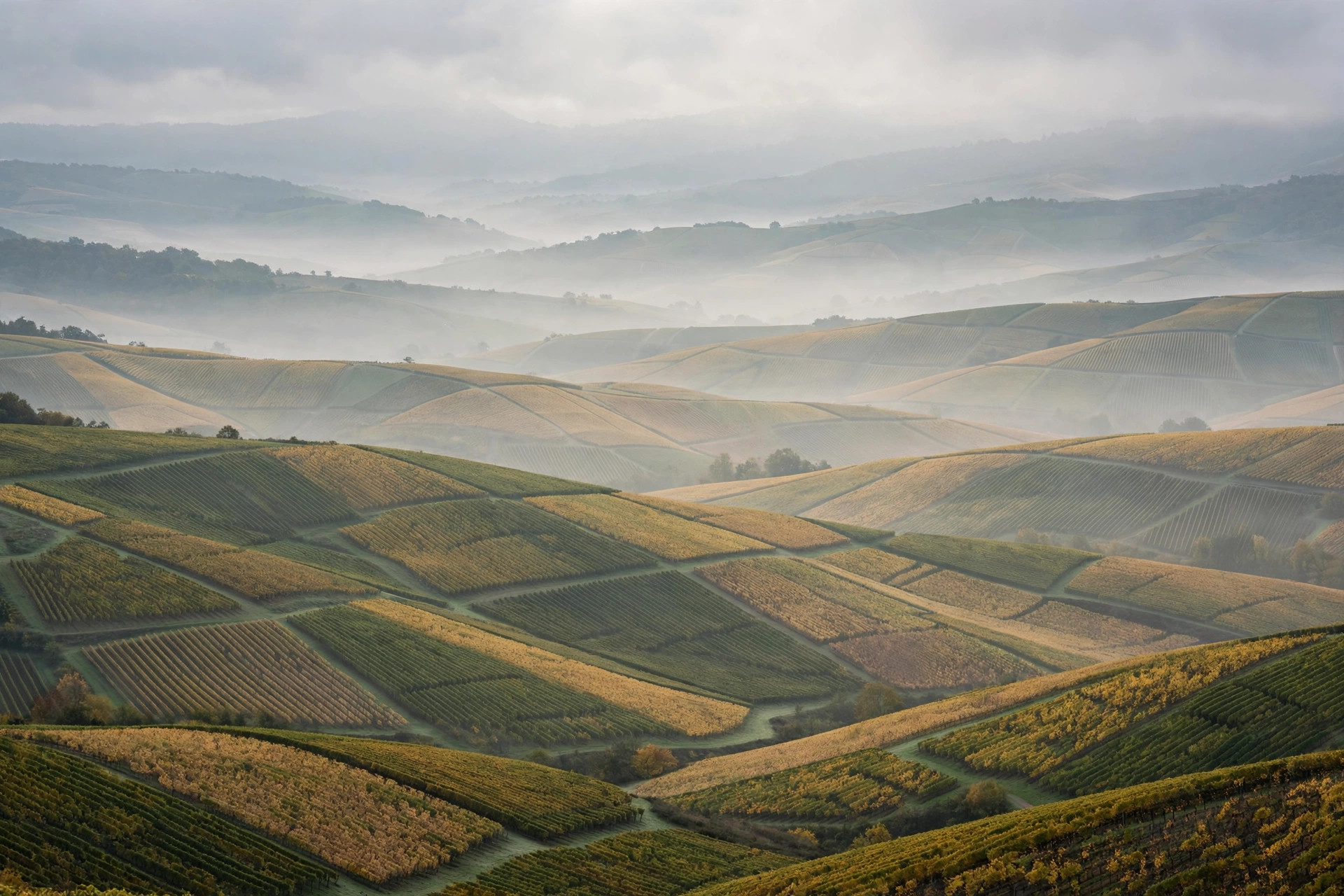 Napa Valley vs. Sonoma: An Honest Guide