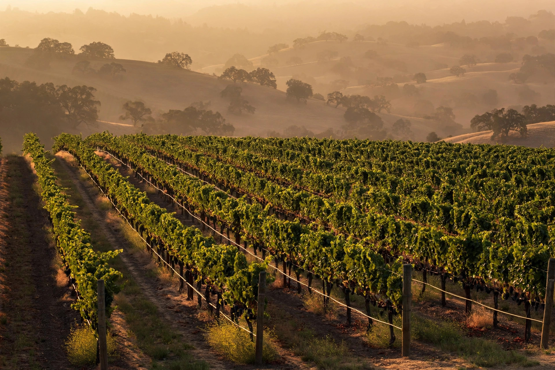 The Napa Valley Edit: Where We'd Send a Friend First