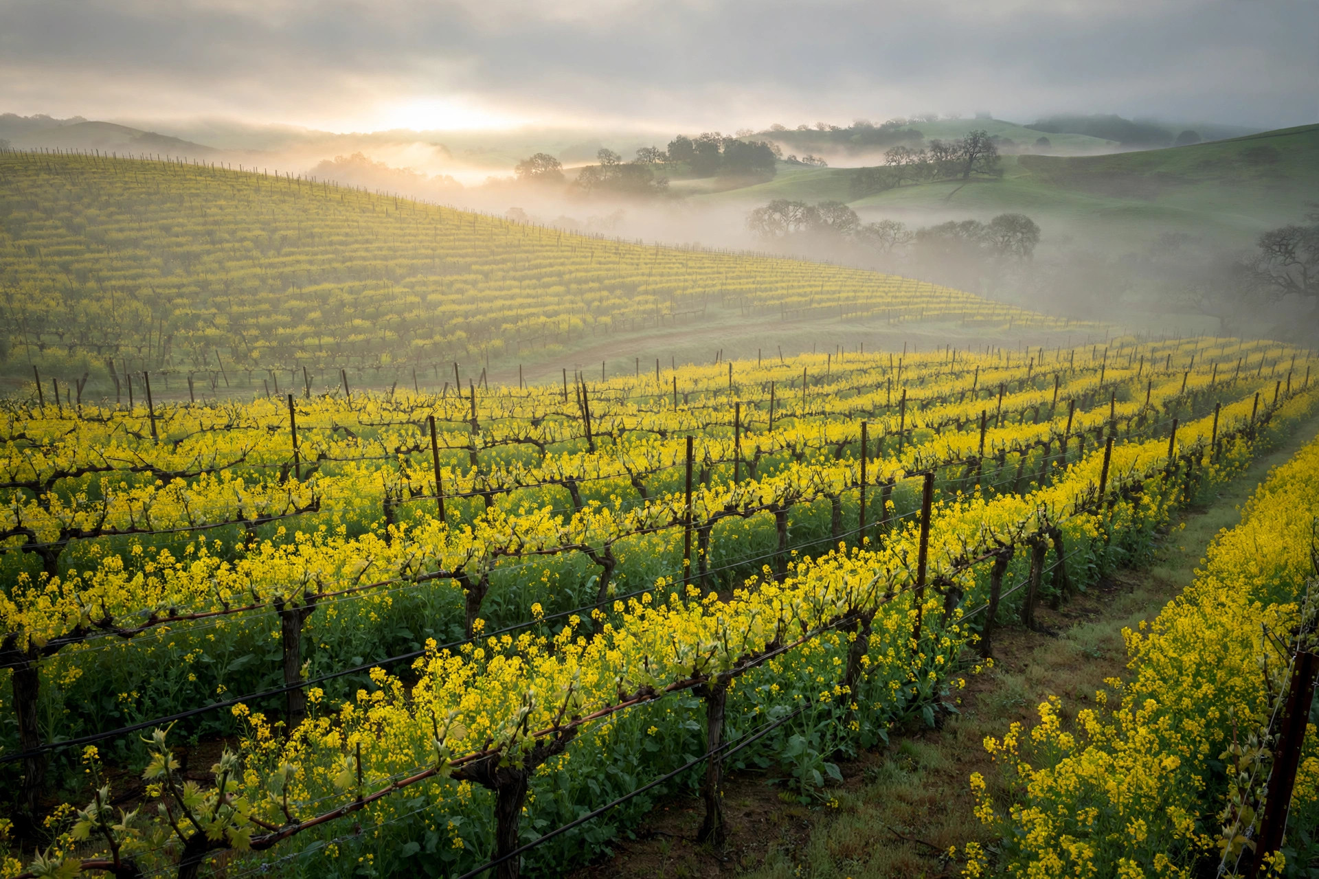 When to Visit Napa Valley: A Month-by-Month Guide