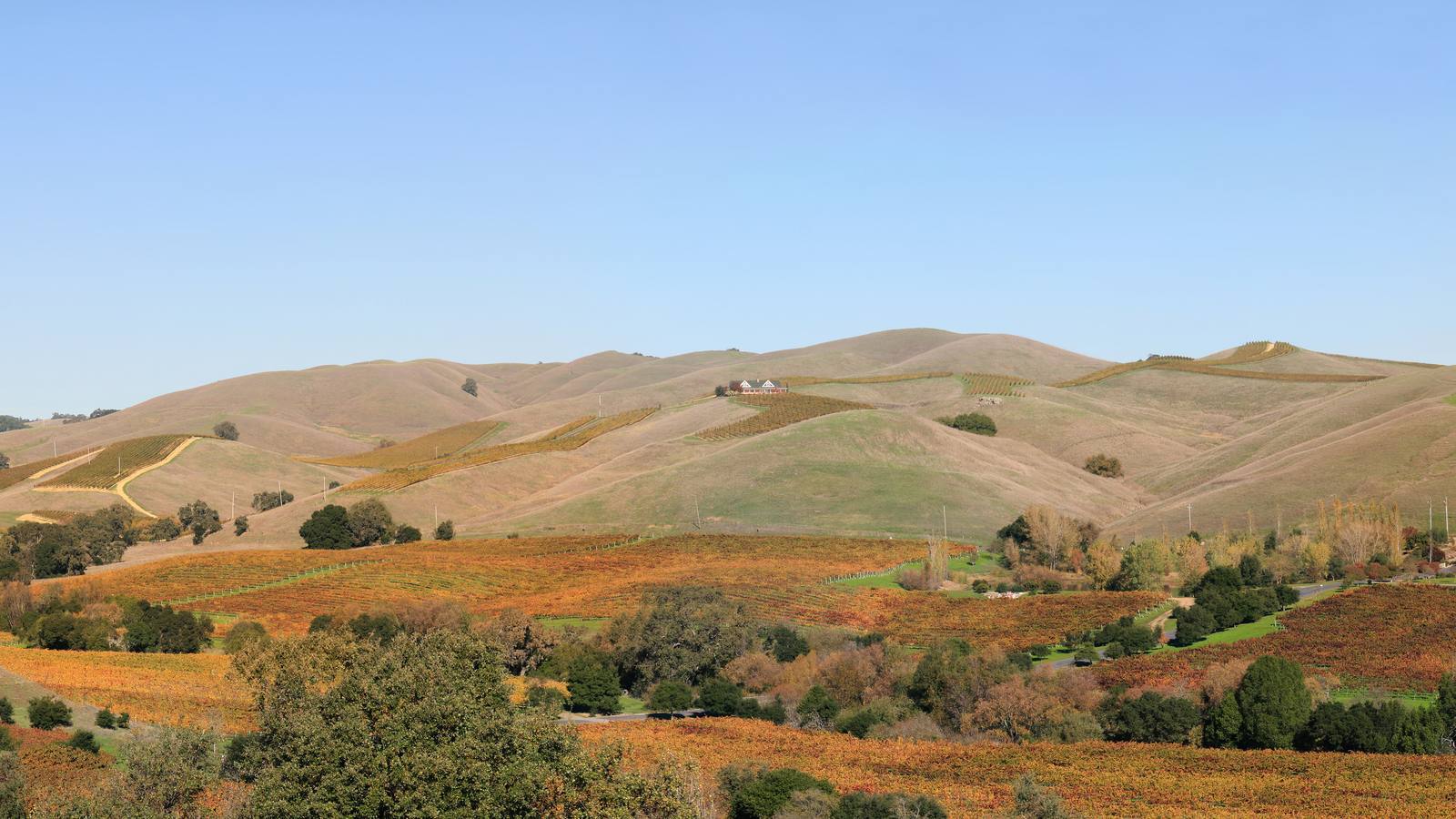 Napa Valley from above, autumn-colored vineyards across rolling hills