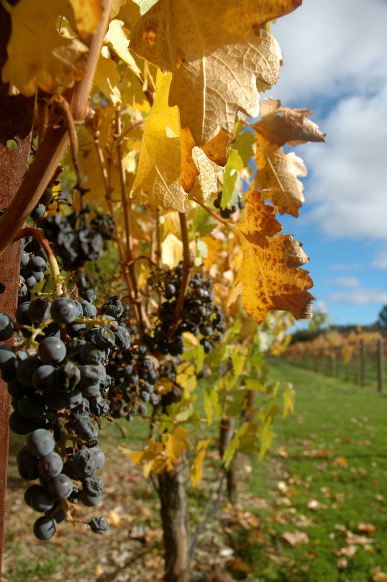 Cabernet grapes on the vine at Sterling Vineyards, Calistoga