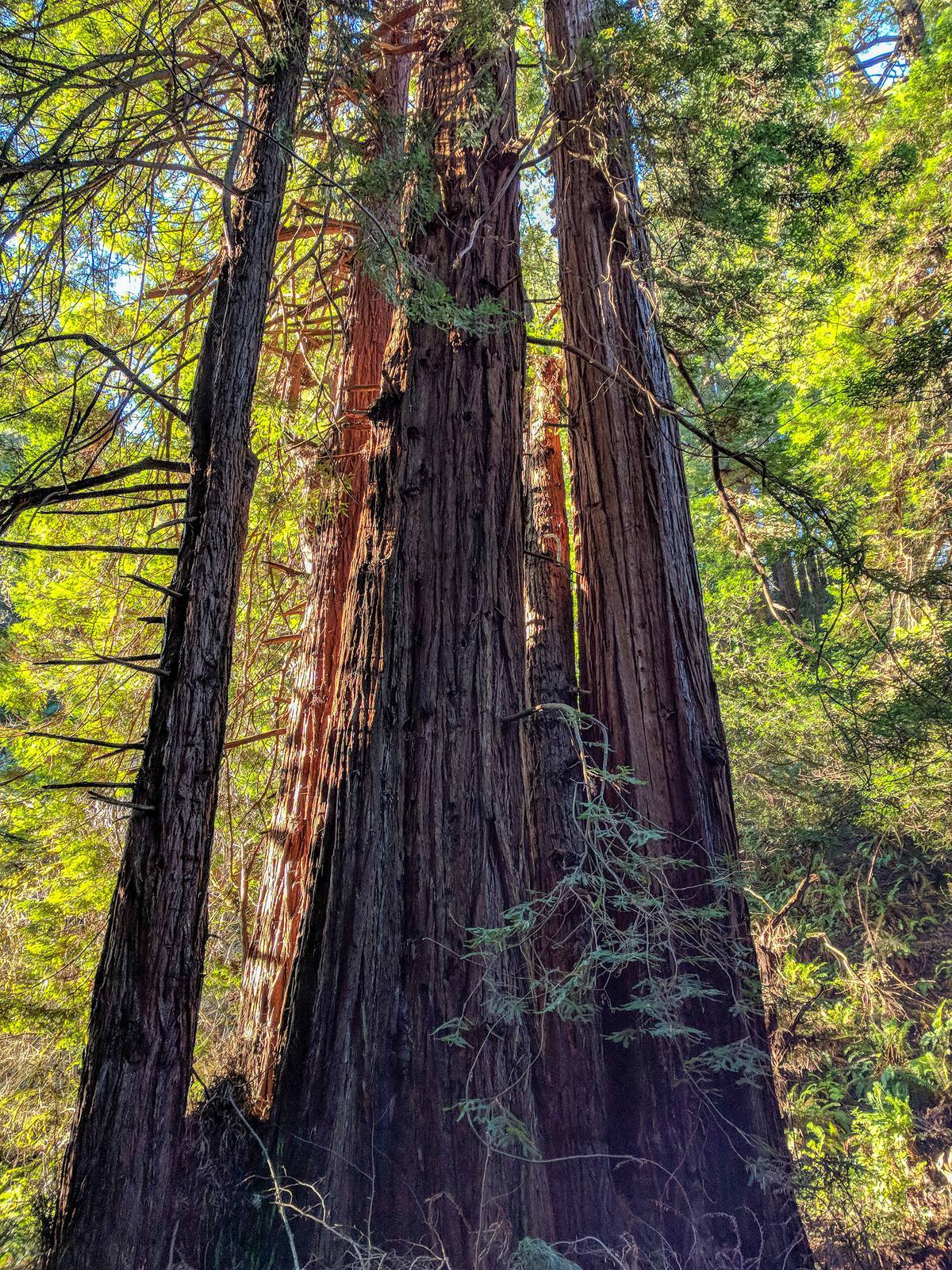 Old-growth redwood trunks at Muir Woods National Monument