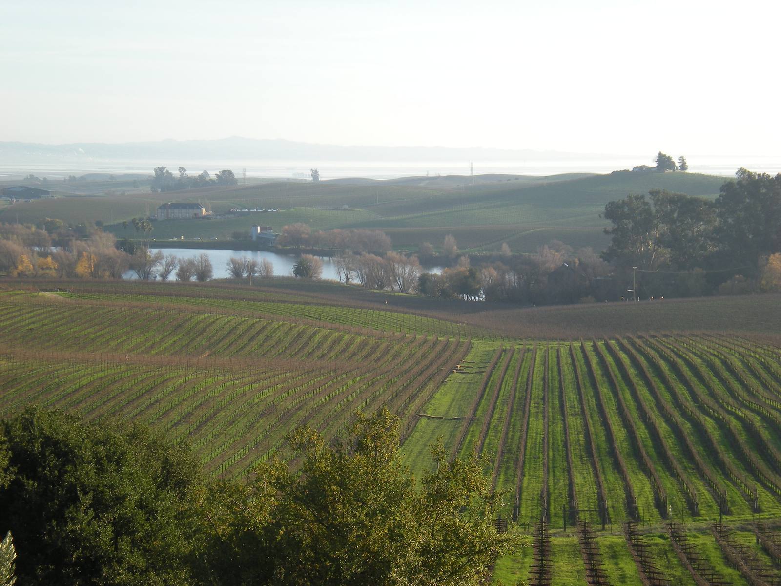 Rolling vineyard rows seen from the hillside at Artesa Vineyards and Winery, Napa Valley